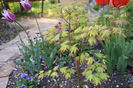 Acer Tsuma Beni