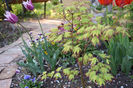 Claudia tulip asi Acer Tsuma Beni