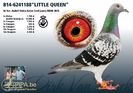 b14-6241188_little-queen