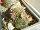 Mammillaria schiedeana ssp. giselae