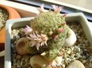 Mammillaria schiedeana ssp. giselae