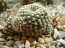 Rebutia krainziana