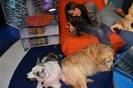 haha me and dogs