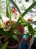 maxillaria tenuifolia 2017.04.18 1