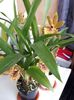 z propetalum bay de aur 2017.04.15