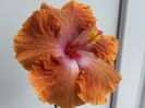 Tahitian sophistication