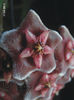 Hoya Pubicalyx Pink Silver