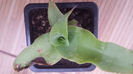 Agave Vilmoriniana