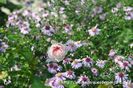 Aster Coombe Fishacre si trandafir Bossa Nova