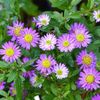 Aster-ageratoides-Ezo-Murasaki-82964-2