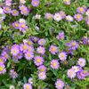 Aster-ageratoides-Ezo-Murasaki-82964-3