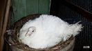 curca pusa prima la clocit ,16 ouă