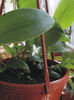 Tradescantia Fluminensis  Big-Leaf