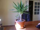 Yucca elephantipes