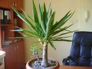 Yucca elephantipes