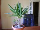 Yucca elephantipes