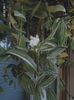 Tradescantia Fluminensis Quicksilver