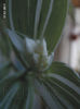 Tradescantia Fluminensis Quicksilver