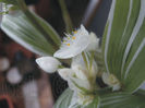 Tradescantia Fluminensis Quicksilver