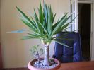 Yucca elephantipes