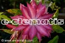 Clematis Kaen