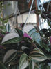 Tradescantia Fluminensis Tricolor Rose