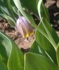 fritillaria uva-vulpis