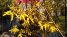 Forsythia(ploaia de aur)