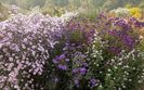 Aster Vasterival, Calliope, Violetta, Primrose Path