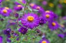 aster violetta2