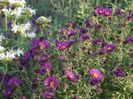 Raublatt-Aster-Violetta