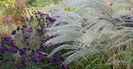 Miscanthus Undine si Aster Violetta