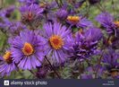 new-england-aster-violetta-E21KEX