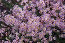 Aster_erecoides_Pink_Cloud_2