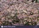aster-ericoides-pink-cloud