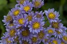aster_tataricus_jindai_fp