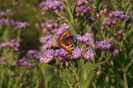 aster-tataricus-jindai_at-vlinderhof