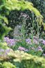 aster-tataricus-jindai-cham-to-yew-640