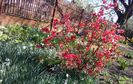 Gutui japonez(Chaenomeles japonica) inconjurata de narcise