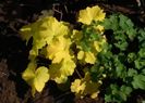 Heuchera_Citronelle