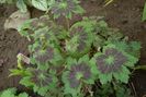 Geranium phaeum Samobor