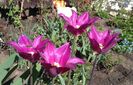 lalele lily flowered purple-dream