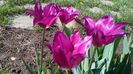 lalele lily flowered purple-dream