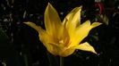 lalea lily flowered Bayside