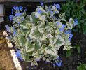 Brunnera macrophylla 'Variegata'