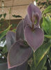 Tradescantia Pallida Pale Puma