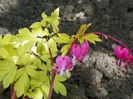 dicentra Gold Heart