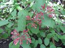 viburnum carlesii