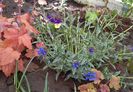 Pulmonaria longifolia EB Anderson