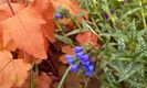 Pulmonaria longifolia EB Anderson +heucherella redstone falls